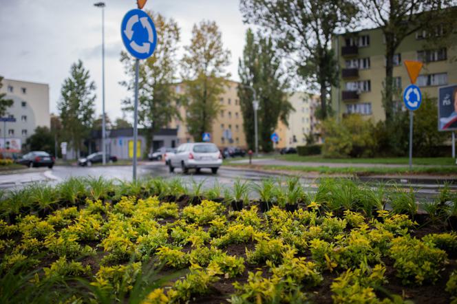 Jakie płuca ma Płock? W niedalekiej przyszłości na pewno zielone
