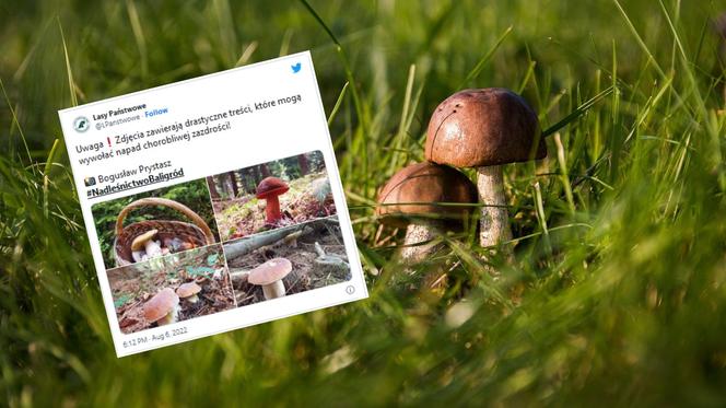 Lasy Państwowe publikują „drastyczne zdjęcia”. Mogą wywołać zazdrość!