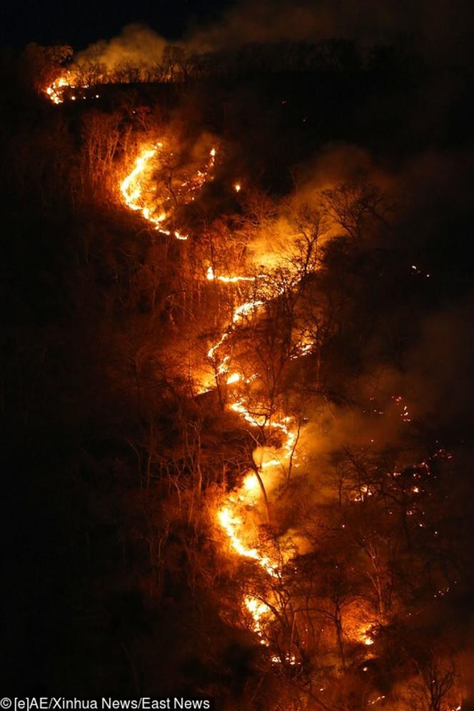 Płonące lasy Brazylii