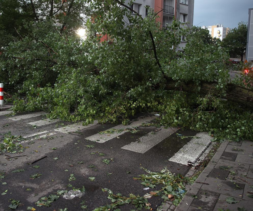 Wichura wyrwała drzewo z korzeniami. Przerażające nagranie trafiło do sieci! Horror w Krakowie