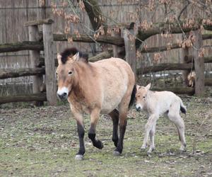 Mały konik Przewalskiego w Warszawskim ZOO