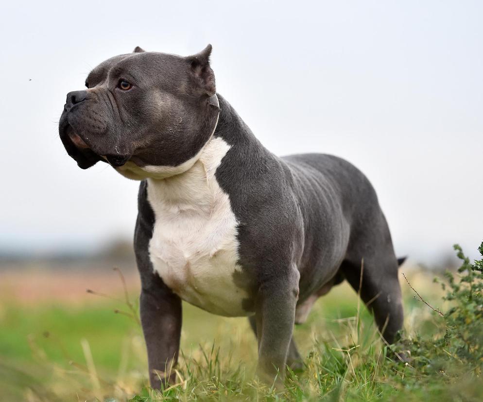 American Bully XL