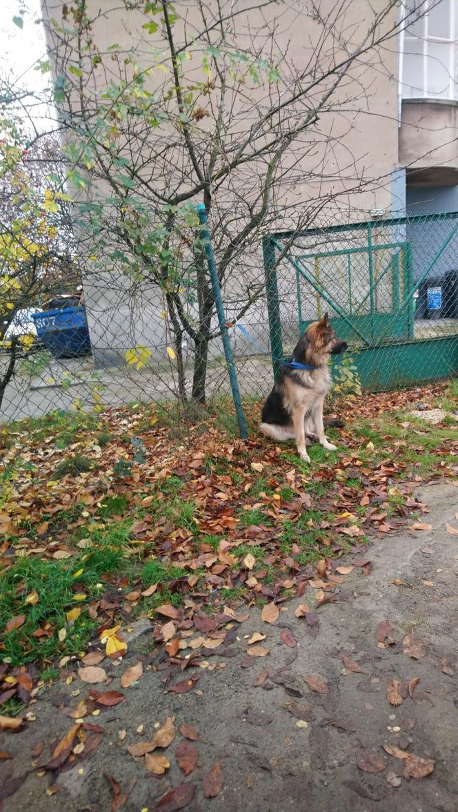 Dzik w głębokiej STUDNI i agresywne psy na ulicach. Ekopatrol z Poznania w akcji