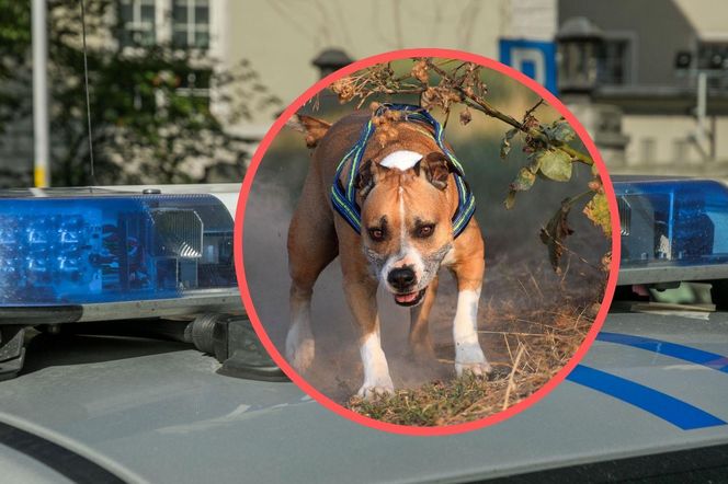 Horror w krakowskim parku! Amstaff zagryzł jamnika, właściciel uciekł