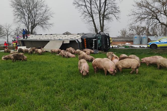 Ciężarówka z trzodą chlewną runęła do rowu! Droga zablokowana, kierowca w szpitalu!