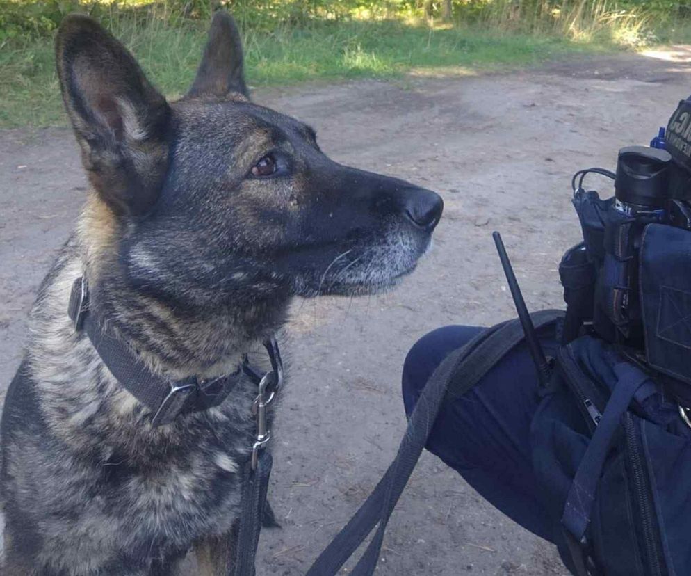 Pies uratował zaginioną nastolatkę