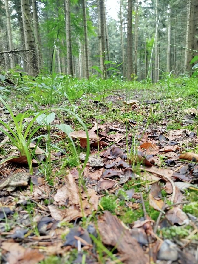 Letni wysyp grzybów na Podkarpaciu