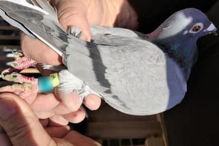 Zuchwała kradzież gołębi pocztowych. 43-latek uciekł z ptakami schowanymi w plecaku