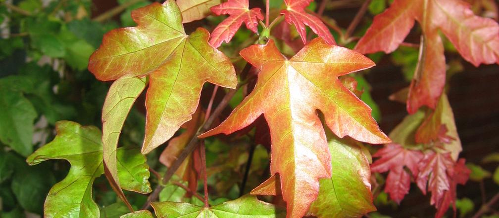 Klon ORIENTALIA® 'Minorient'