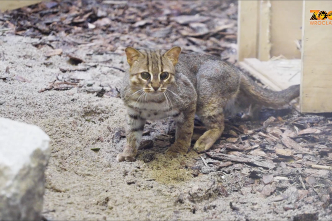 We wrocławskim zoo zamieszkały kotki rude