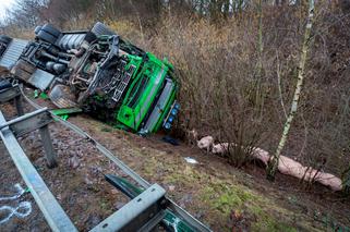 Transport świń zabił Polaków