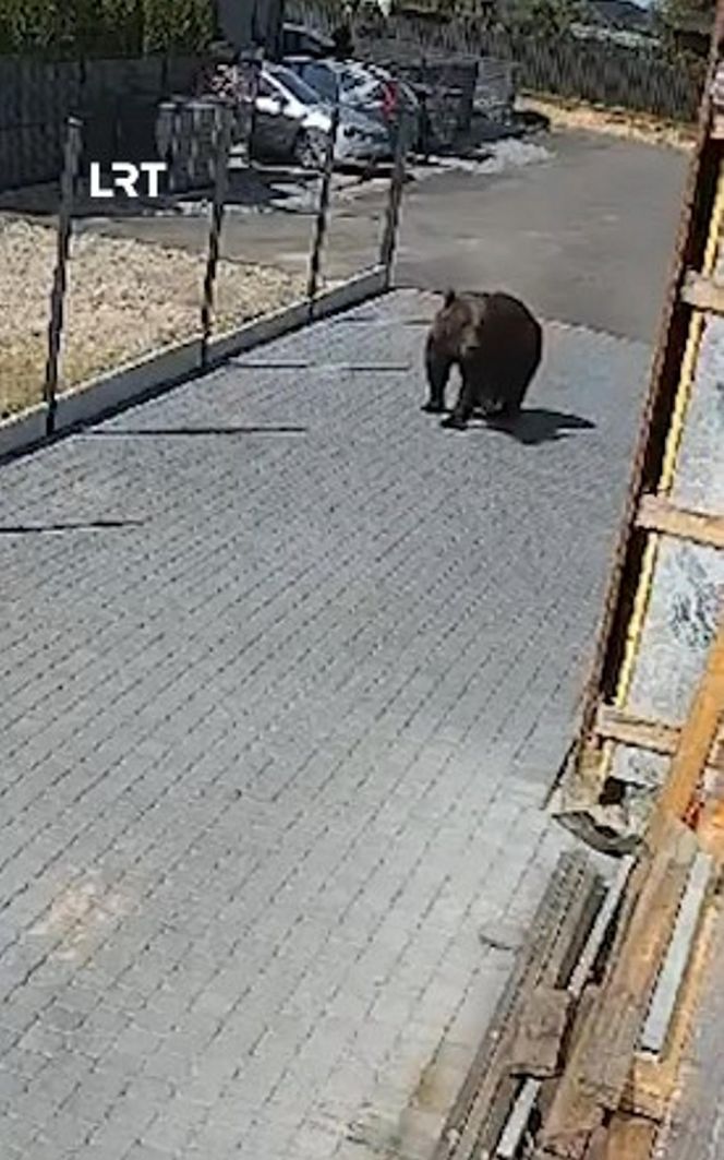 Niedźwiedź w Wilnie