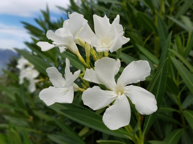 Biały oleander
