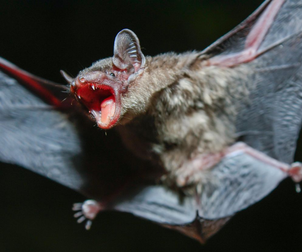Dziecko pogryzione przez chorego nietoperza. Wścieklizna uderza w Suwałki