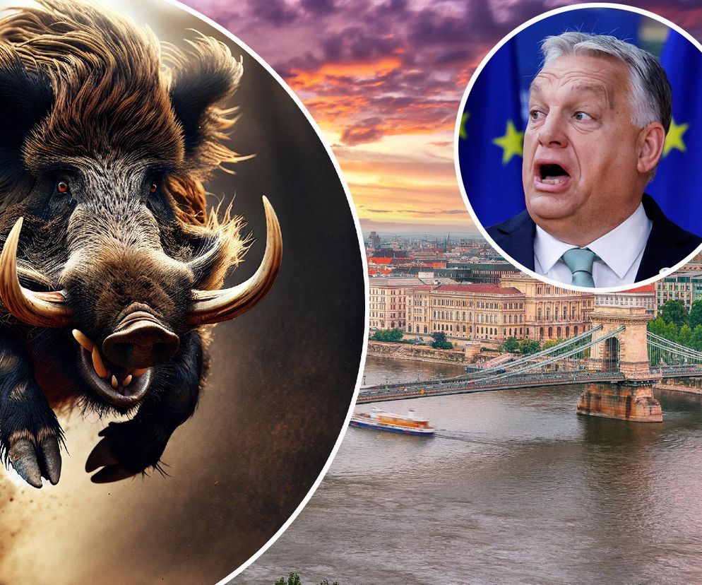 Dziki atakują Budapeszt