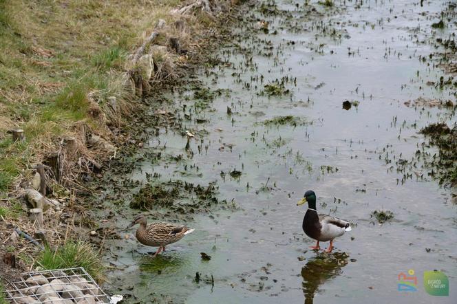 Nowy park w Olsztynie. Są ławeczki, miejsca do grillowania, plac zabaw [ZDJĘCIA]