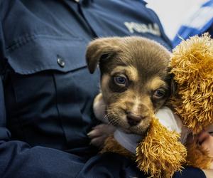 Maleńkie szczeniaczki były bliskie śmierci. Policjanci z Nowego Dworu Gdańskiego pokazali wielkie serca