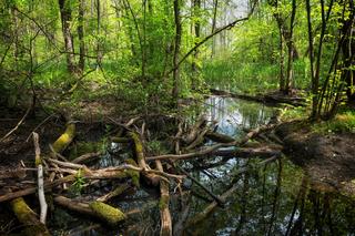 Polska na wakacje: Kampinoski Park Narodowy