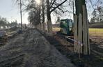 Toruń. Aura sprzyja drogowcom na al. św. Jana Pawła II! Przesadzono drzewa 