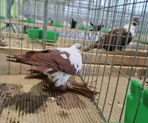 Kalisz. Rasowe gołębie, drób i króliki można podziwiać w hali OSRiR