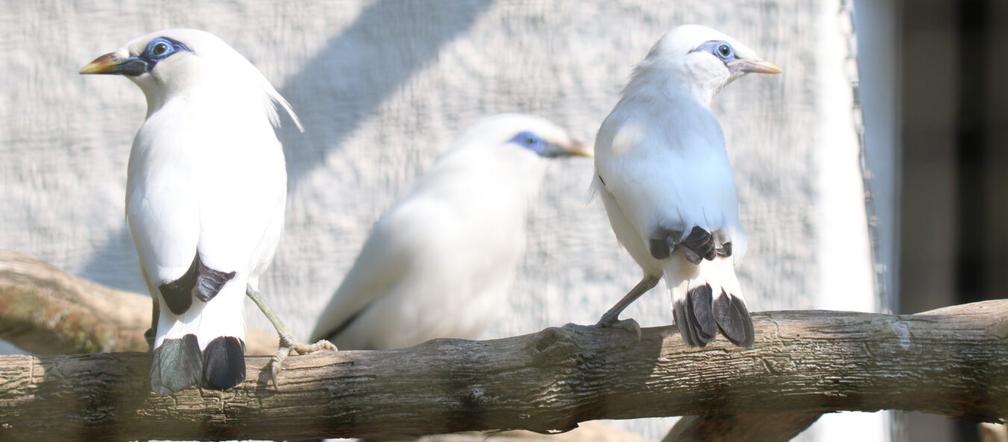 Gdańsk: W zoo na świat przyszły szpaki balijskie! Ale słodziaki