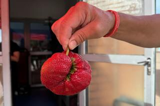 Truskawka-gigant na straganie w Świnoujściu