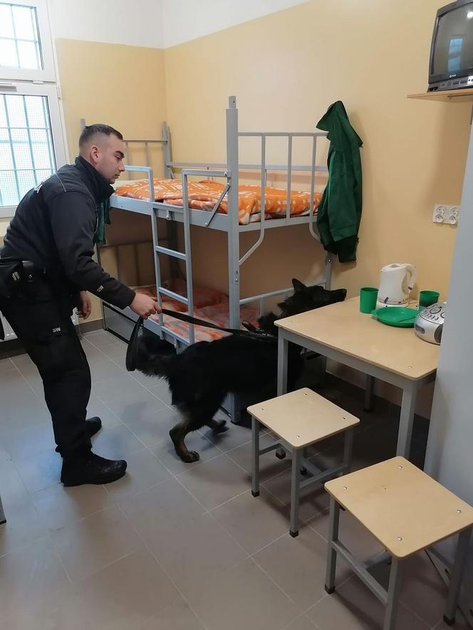 Bydgoskie psy szkoliły się w Zakładzie Karnym w Potulicach