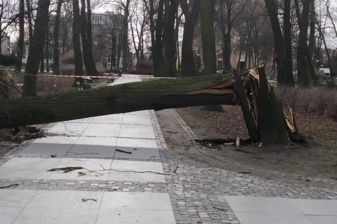 Powalone drzewo w parku im Tadeusza Kościuszki w Radomiu