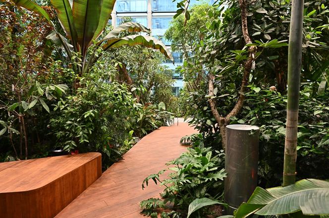 Ogród botaniczny wśród wieżowców