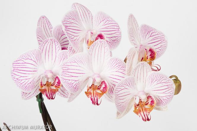 Storczyk  Phalaenopsis