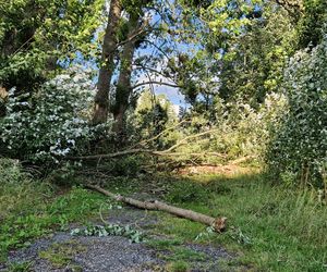 Park Centralny przed wielką zmianą! Zobacz, gdzie powstanie kąpielisko