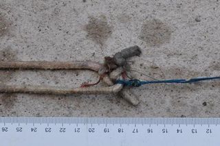 Ubrany szkielet kobiety na kamieniu tuż przy potoku. Natknęła się na niego turystka