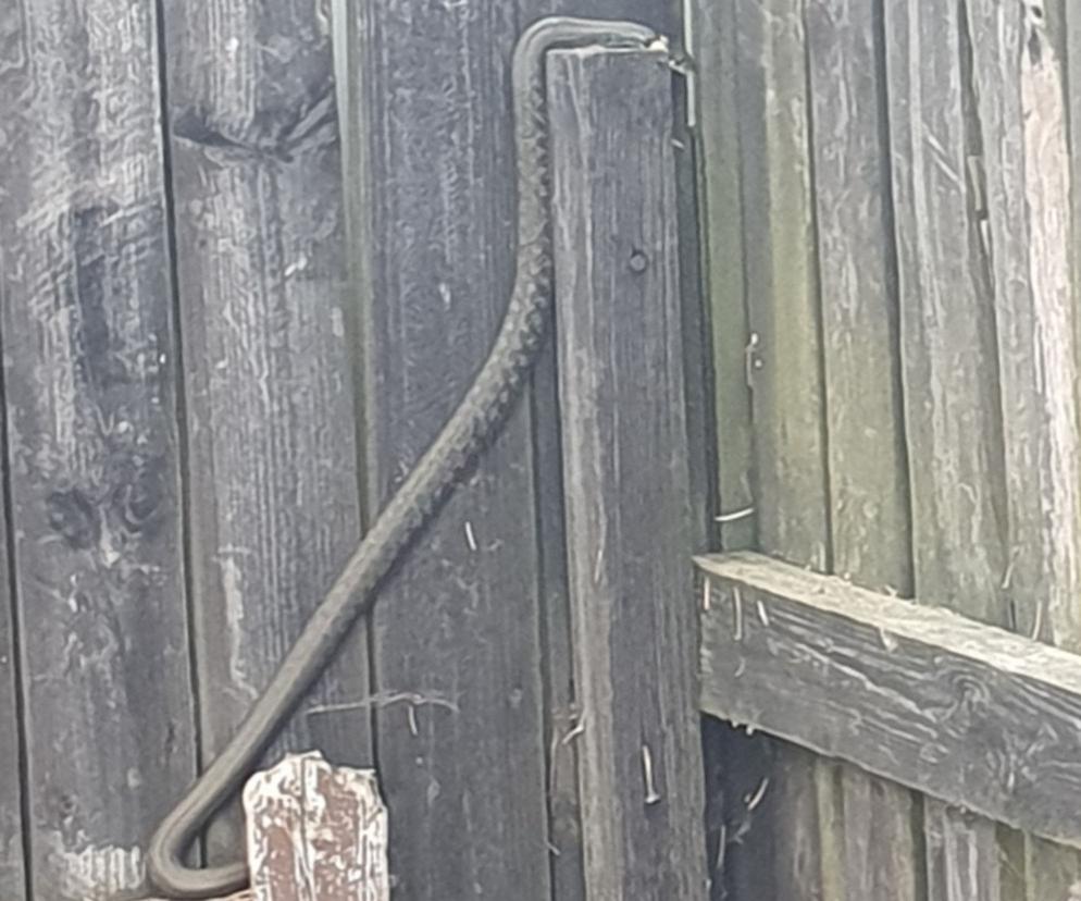 Wąż upodobał sobie jedną z posesji w Olsztynie. Dwa razy w ciągu dnia wpełzł na to samo podwórko