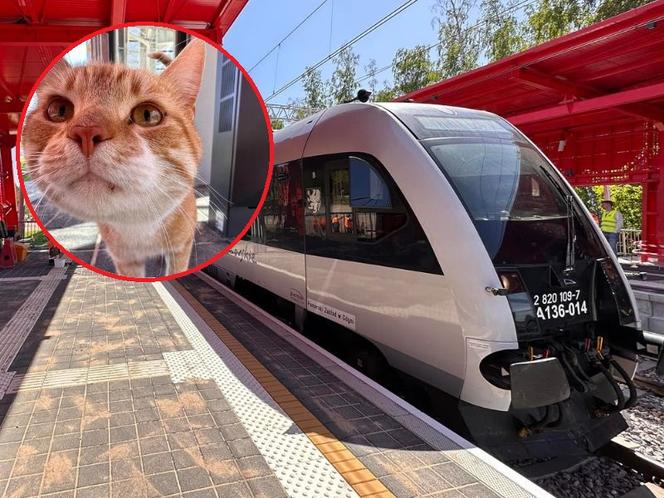 Kot Rysiu odprowadza właścicieli na pociąg. Czworonoga pokochali mieszkańcy  