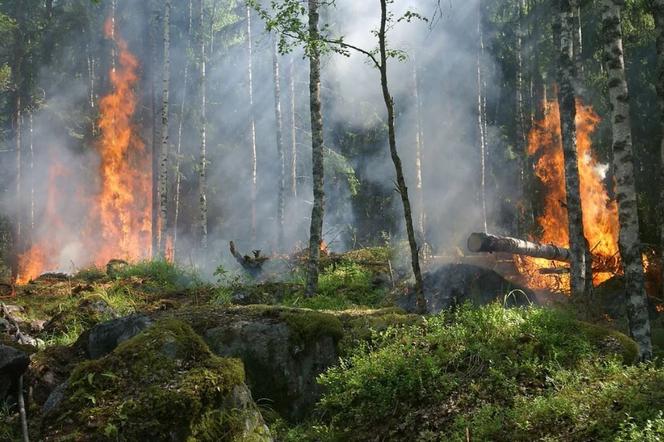 Płonie 5 hektarów lasu! Na miejscu m.in. samolot gaśniczy