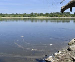 Katastrofa ekologiczna w Wiśle. Tysiące martwych ryb w rzece w Warszawie!