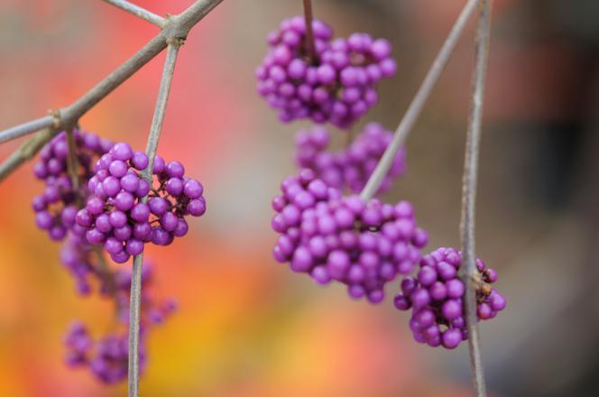 Pięknotka Bodiniera - Callicarpa bodinieri