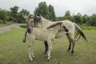 Minister rolnictwa Robert Telus z żoną i końmi 