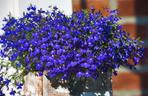 Lobelia przylądkowa