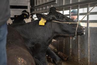 Krowy były przewożone w katastrofalnych warunkach 