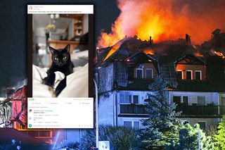 Poszukiwania zwierząt po pożarze w Ząbkach. Może udało się jej przeżyć