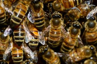 Gigantyczny rój pszczół zaatakował wózek z jedzeniem! Około 25 tysięcy owadów! 