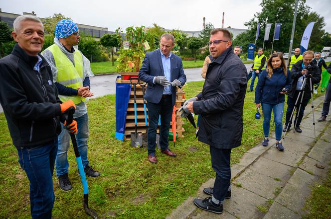 Zielone ogrodzenie przy płocie okalającym Grupę Azoty w Tarnowie