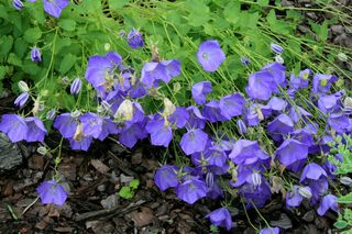 Dzwonek karpacki - Campanula carpatica