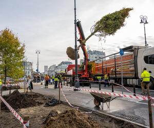 Warszawa zazielenia betonowy plac. Drzewami z Niemiec. Po 14 tys. zł za sztukę 