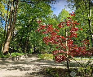 Wiosna w Ogrodzie Botanicznym UKW, czyli spacer wśród zieleni