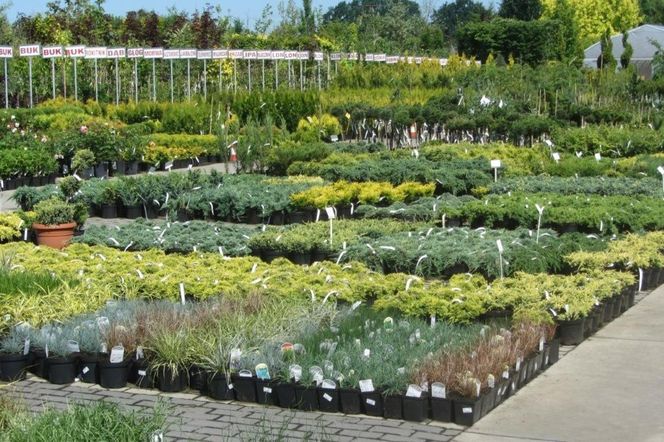 Jak wybierać rośliny do ogrodu, czyli o czym należy pamiętać przy zakupie roślin