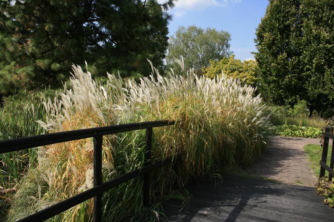 Miskant chiński ‘Silberspinne’ - Miscanthus sinensis 'Silberspinne'