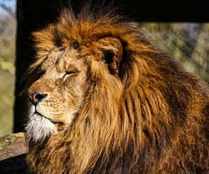 Z zoo w turystycznej miejscowości uciekł lew. Zaatakował mężycznę