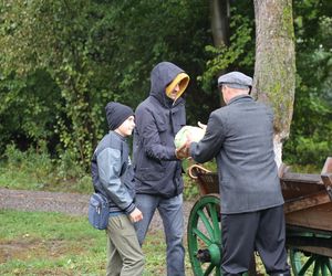 Tak ongiś siekano kapustę w woj. lubelskim. „Obieraczki kapuściane” w Muzeum Wsi Lubelskiej